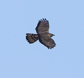 European Honey-buzzard - ML620562667