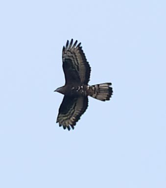 European Honey-buzzard - ML620562668