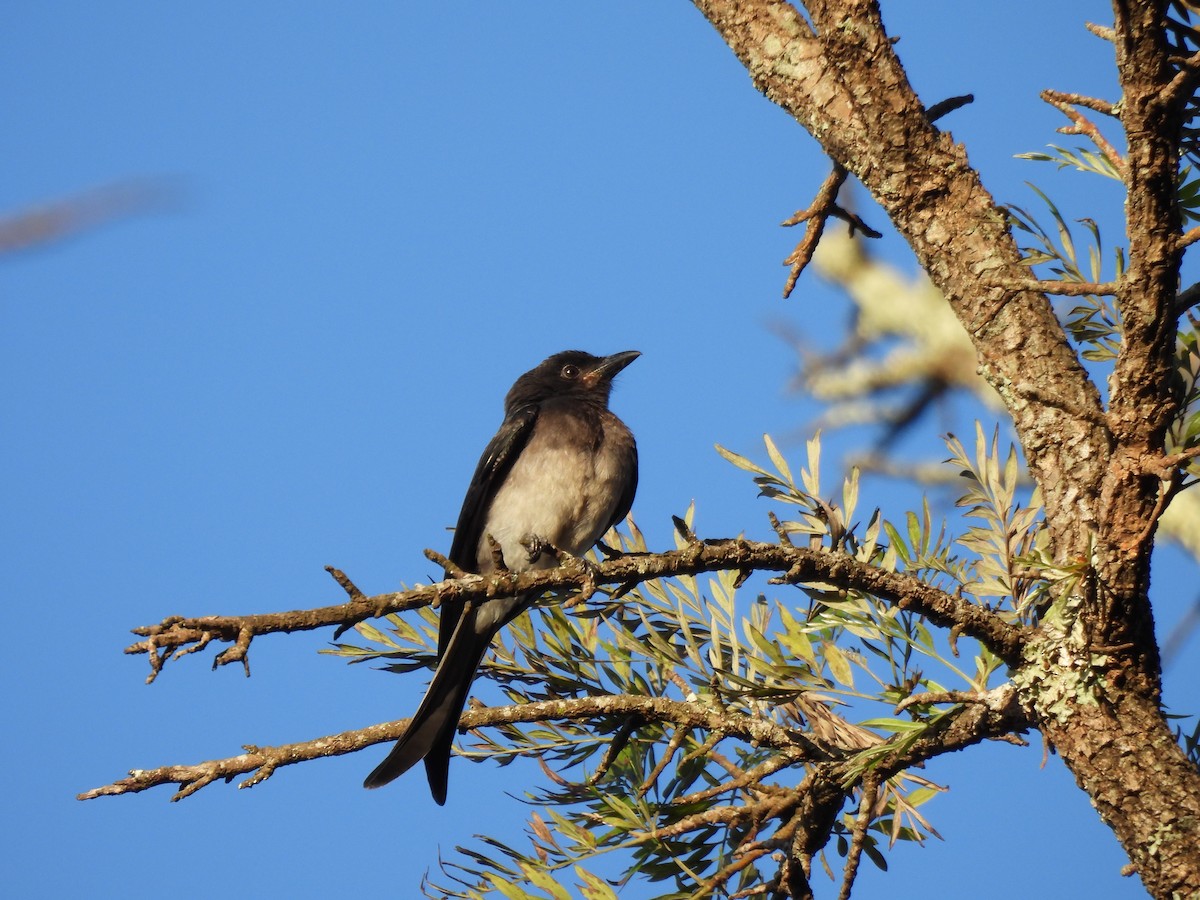 White-bellied Drongo - ML620562676