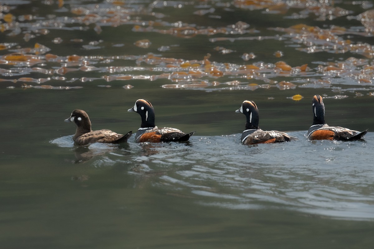 Harlequin Duck - Michèle Beaulieu