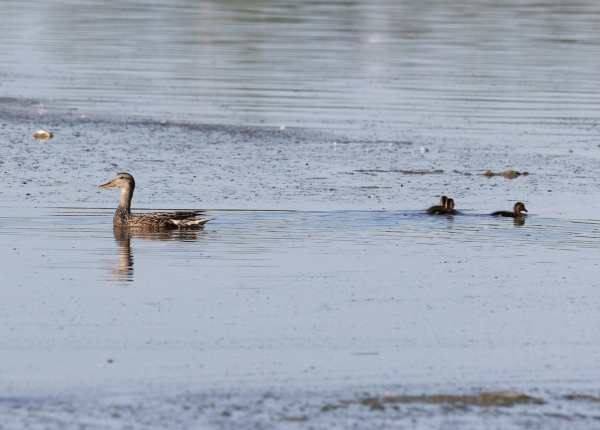 Gadwall - ML620562689