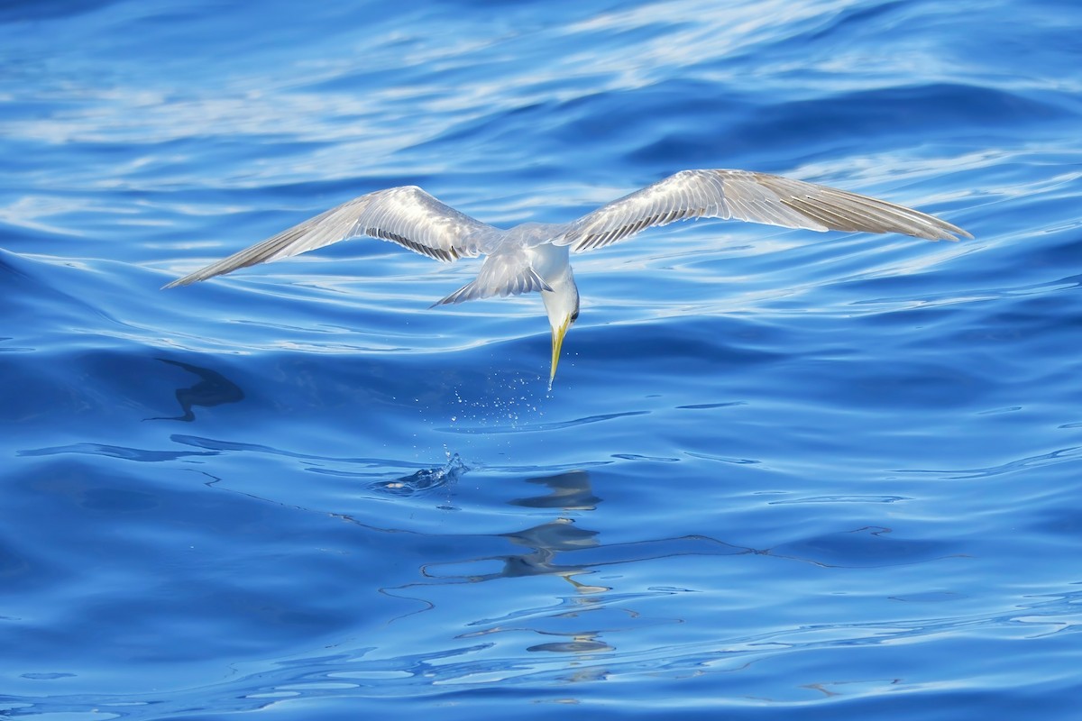 Great Crested Tern - ML620562690