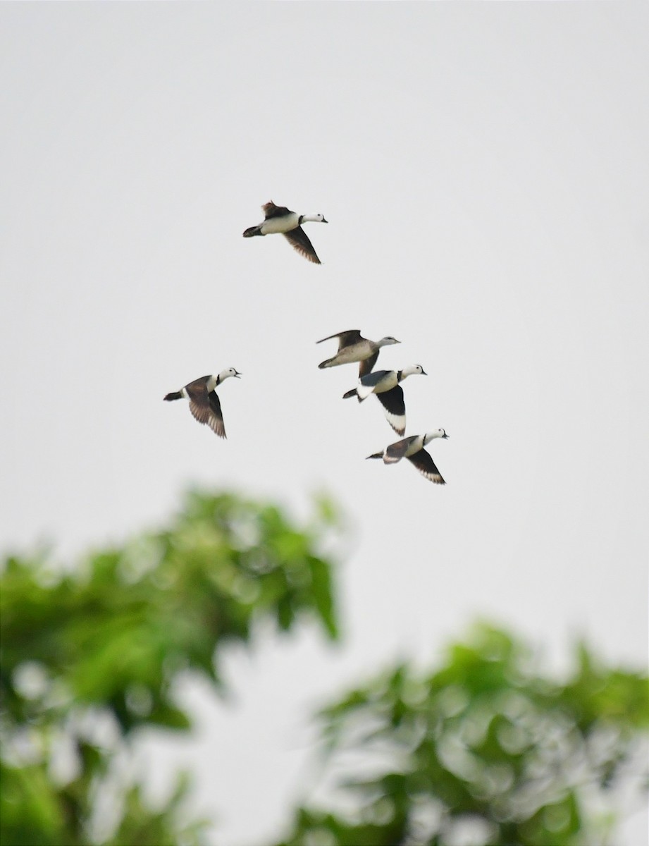 Cotton Pygmy-Goose - ML620562694