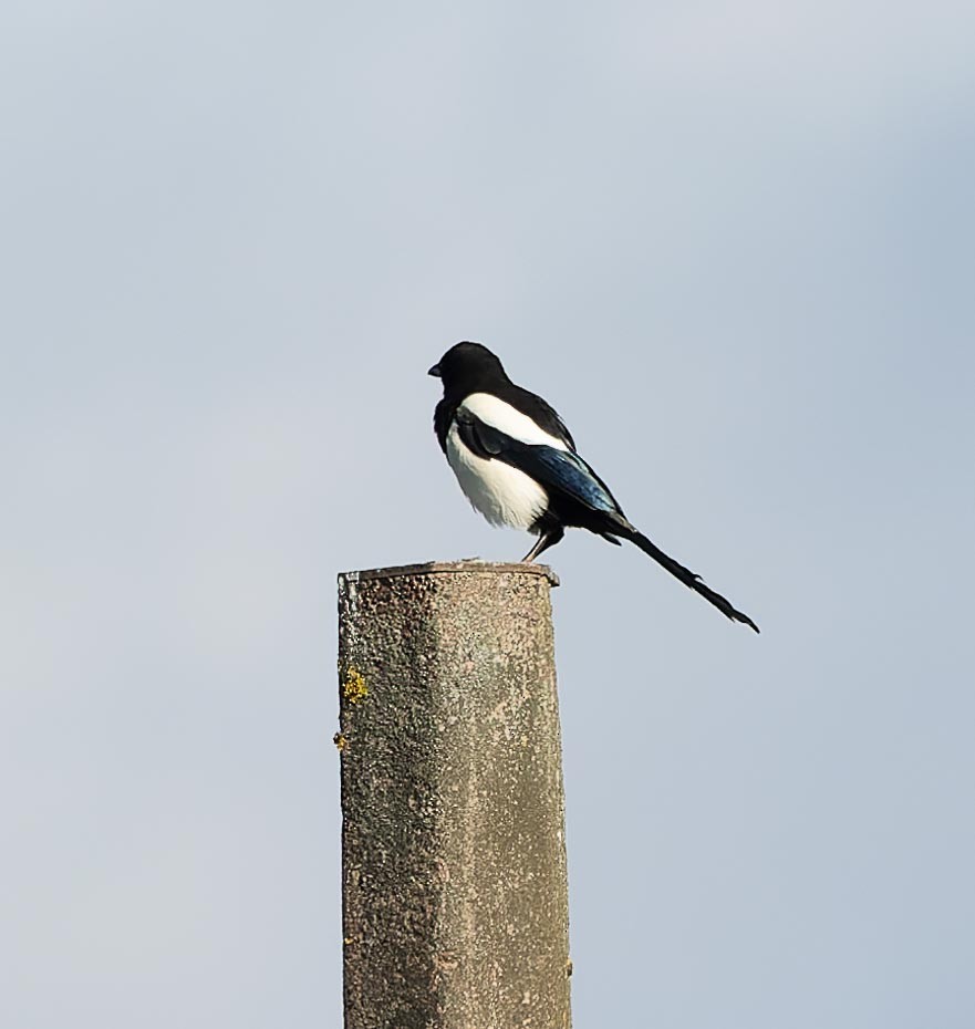 Eurasian Magpie - ML620562708