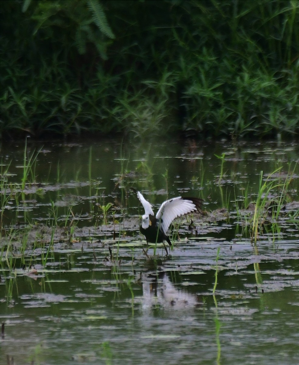 Pheasant-tailed Jacana - ML620562709