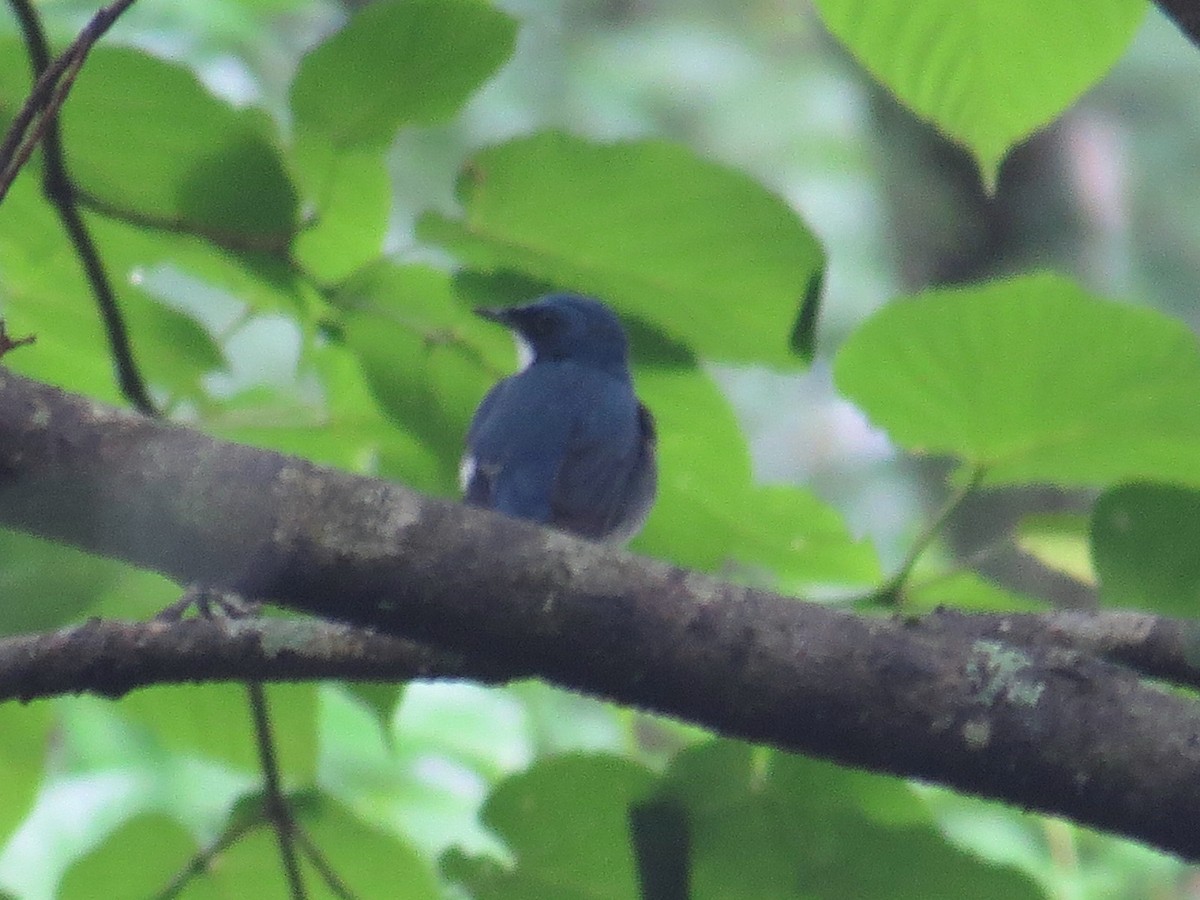 Siberian Blue Robin - ML620562711