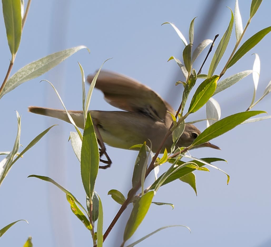 קנית פינית - ML620562719