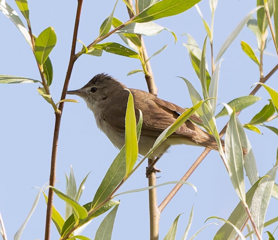 קנית פינית - ML620562721