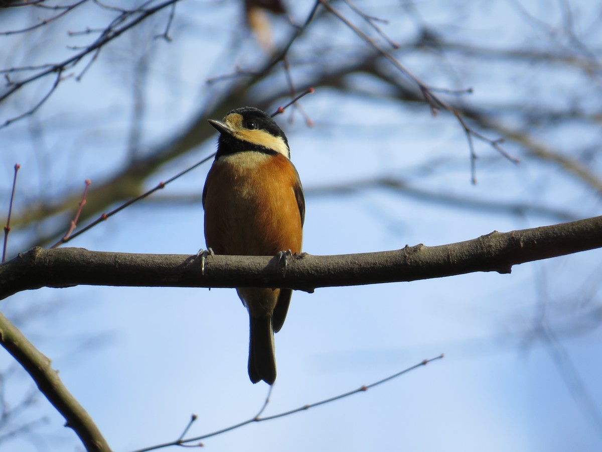 Varied Tit - ML620562724