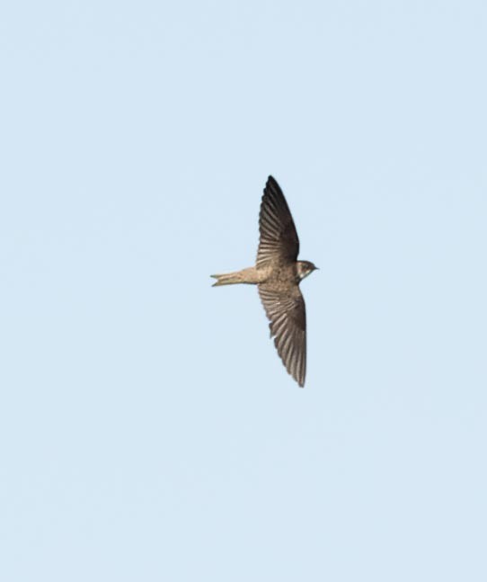 Bank Swallow - ML620562726