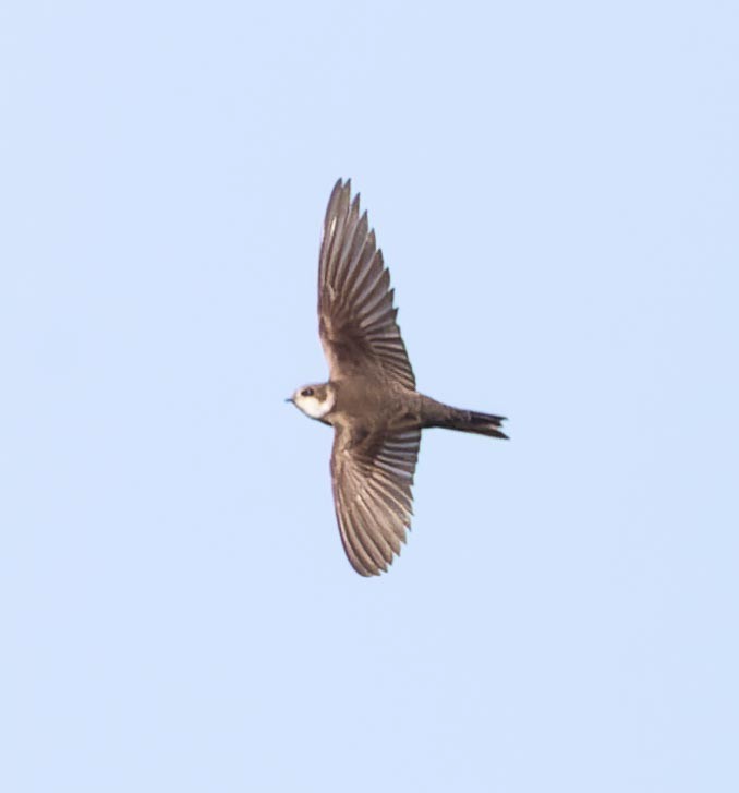 Bank Swallow - ML620562727