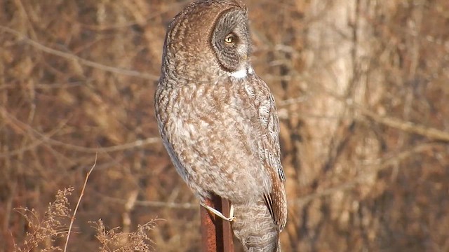 Great Gray Owl - ML620562728