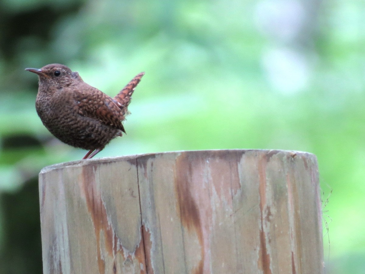 Eurasian Wren - ML620562729