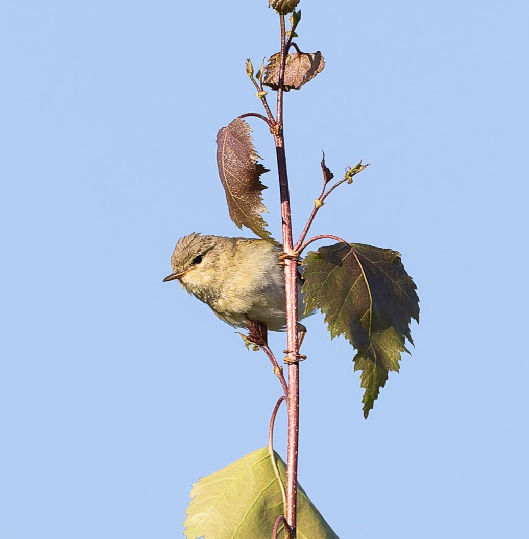 Willow Warbler - ML620562730