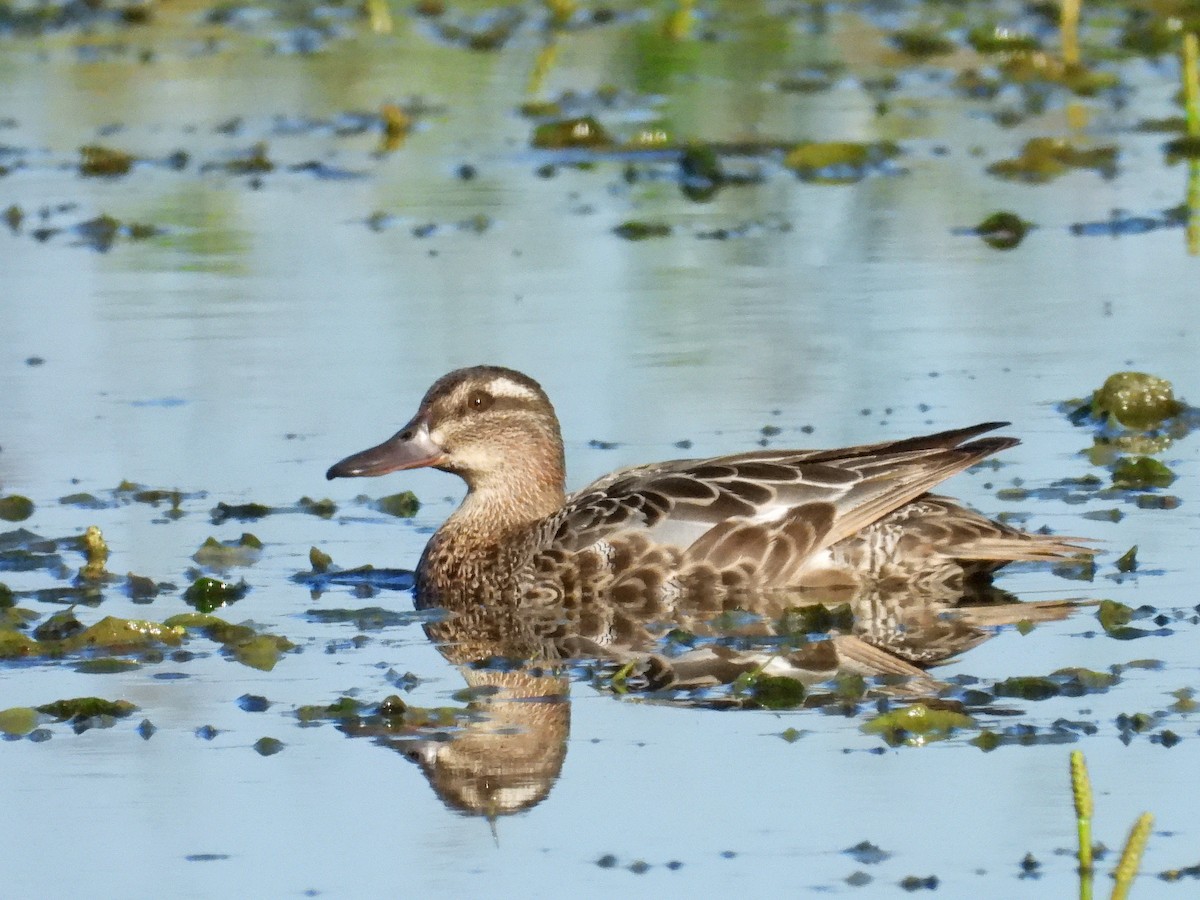 Garganey - ML620562740