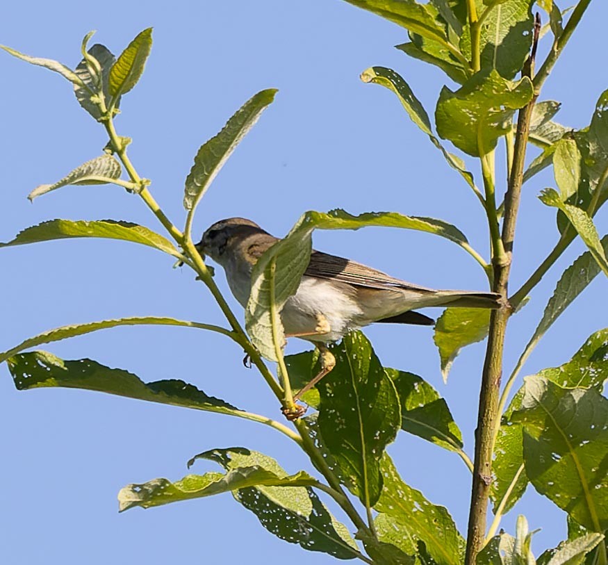 Willow Warbler - ML620562744