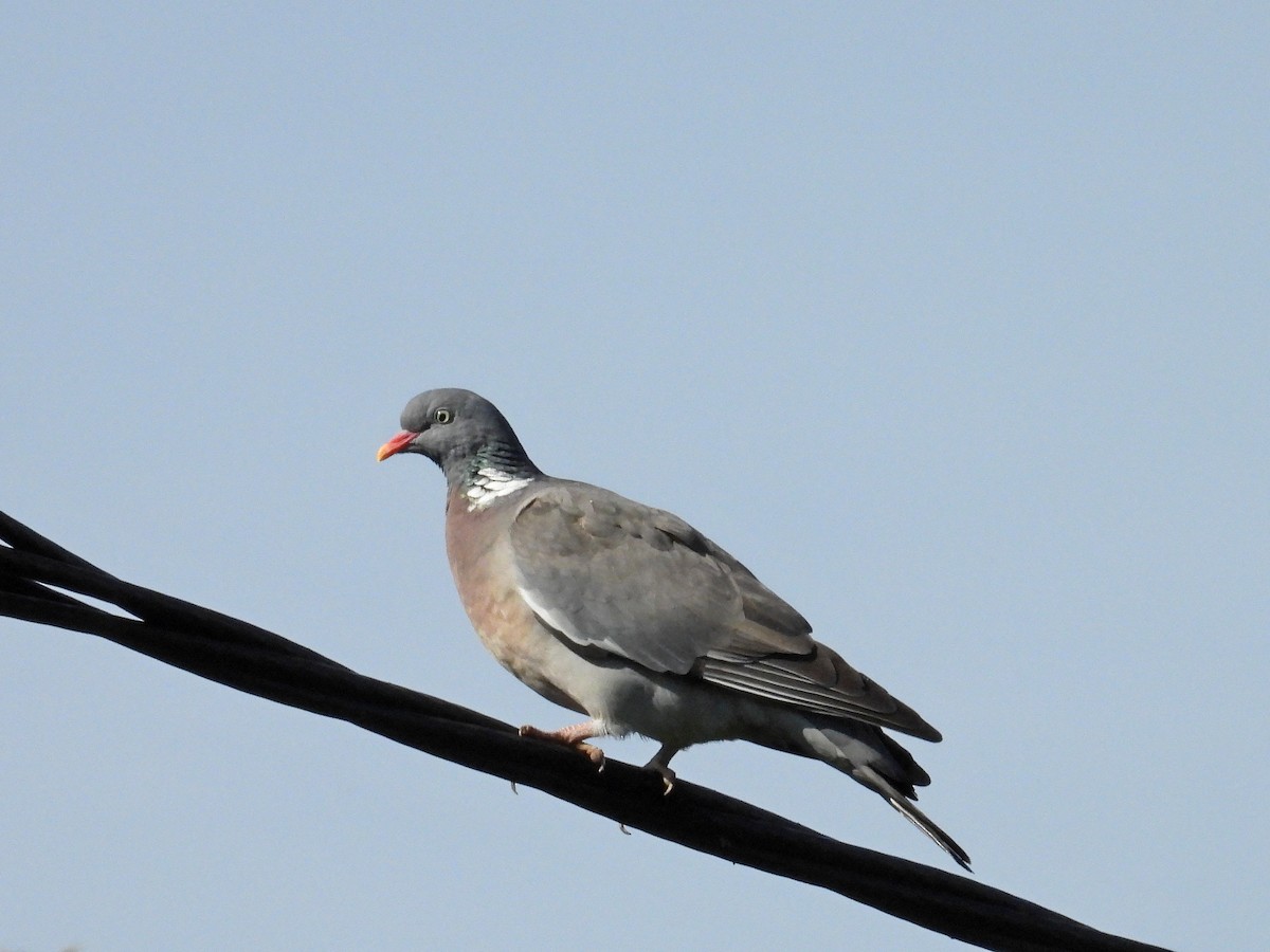 Common Wood-Pigeon - ML620562752