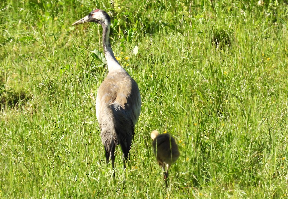 Common Crane - ML620562753