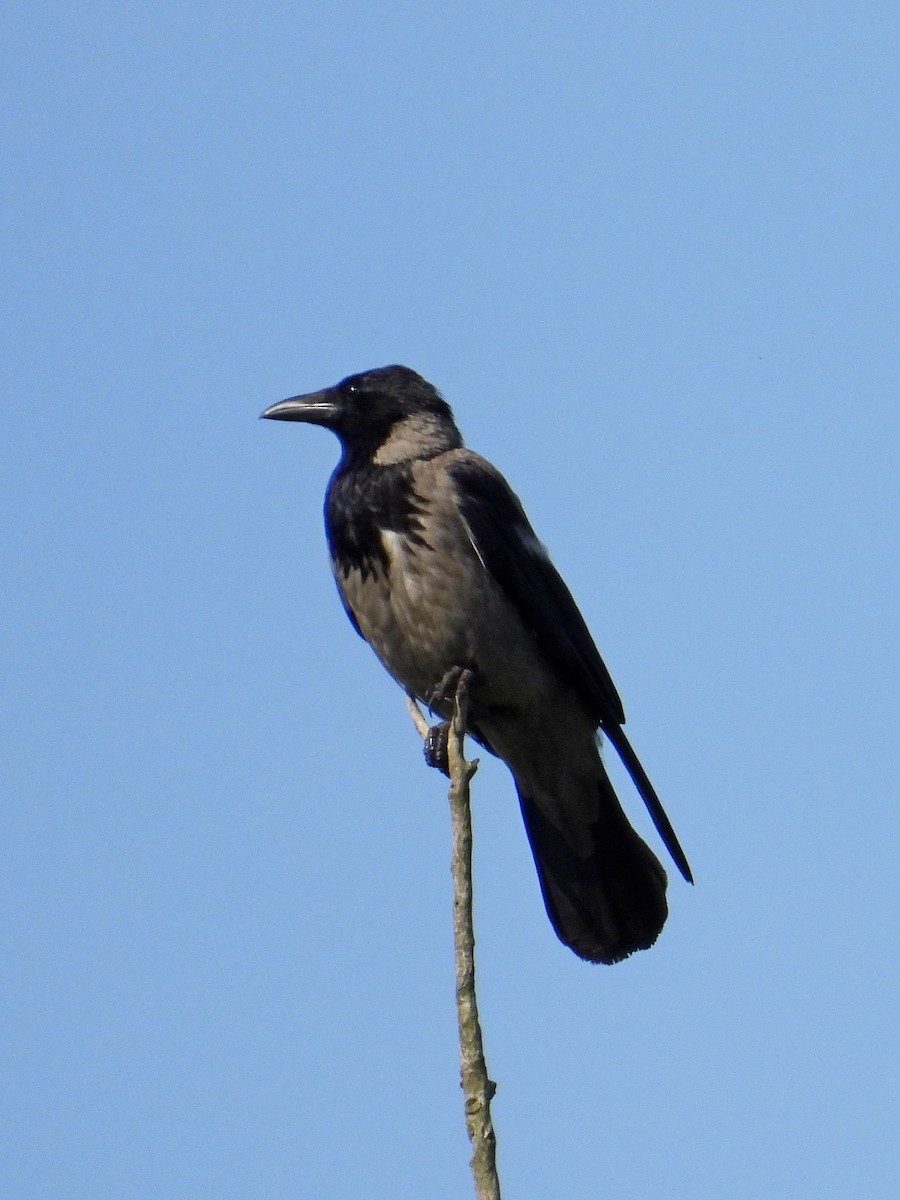 Hooded Crow - ML620562757