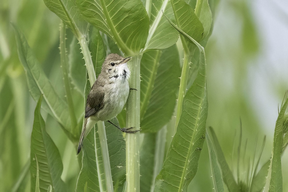 Blyth's Reed Warbler - ML620562760