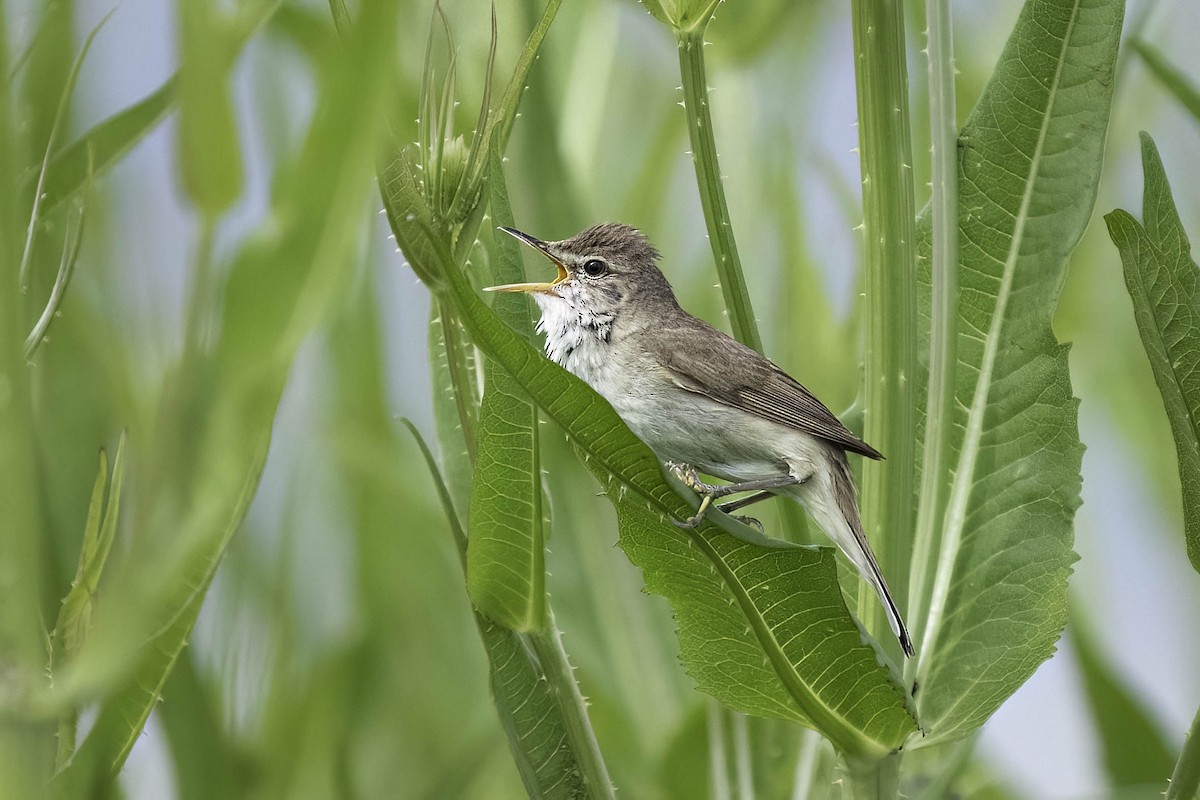 Blyth's Reed Warbler - ML620562761