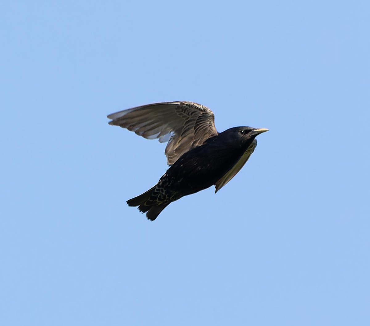 European Starling - ML620562762