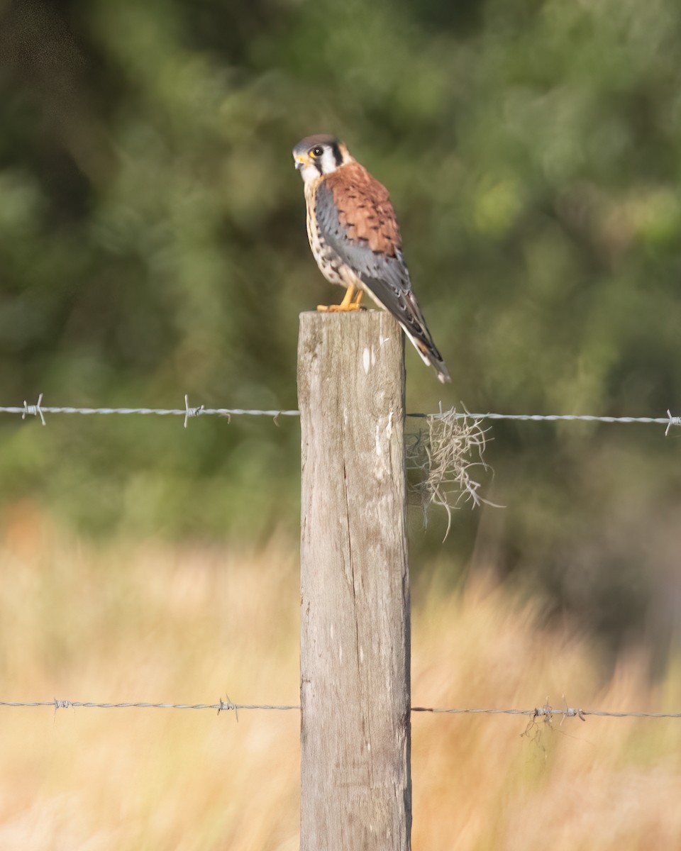 American Kestrel - ML620562763