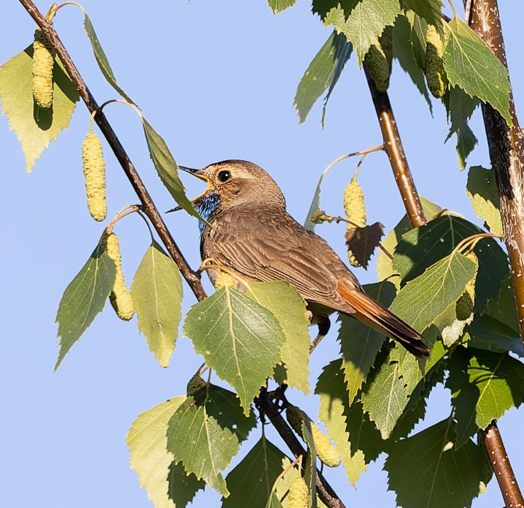 Bluethroat - ML620562768