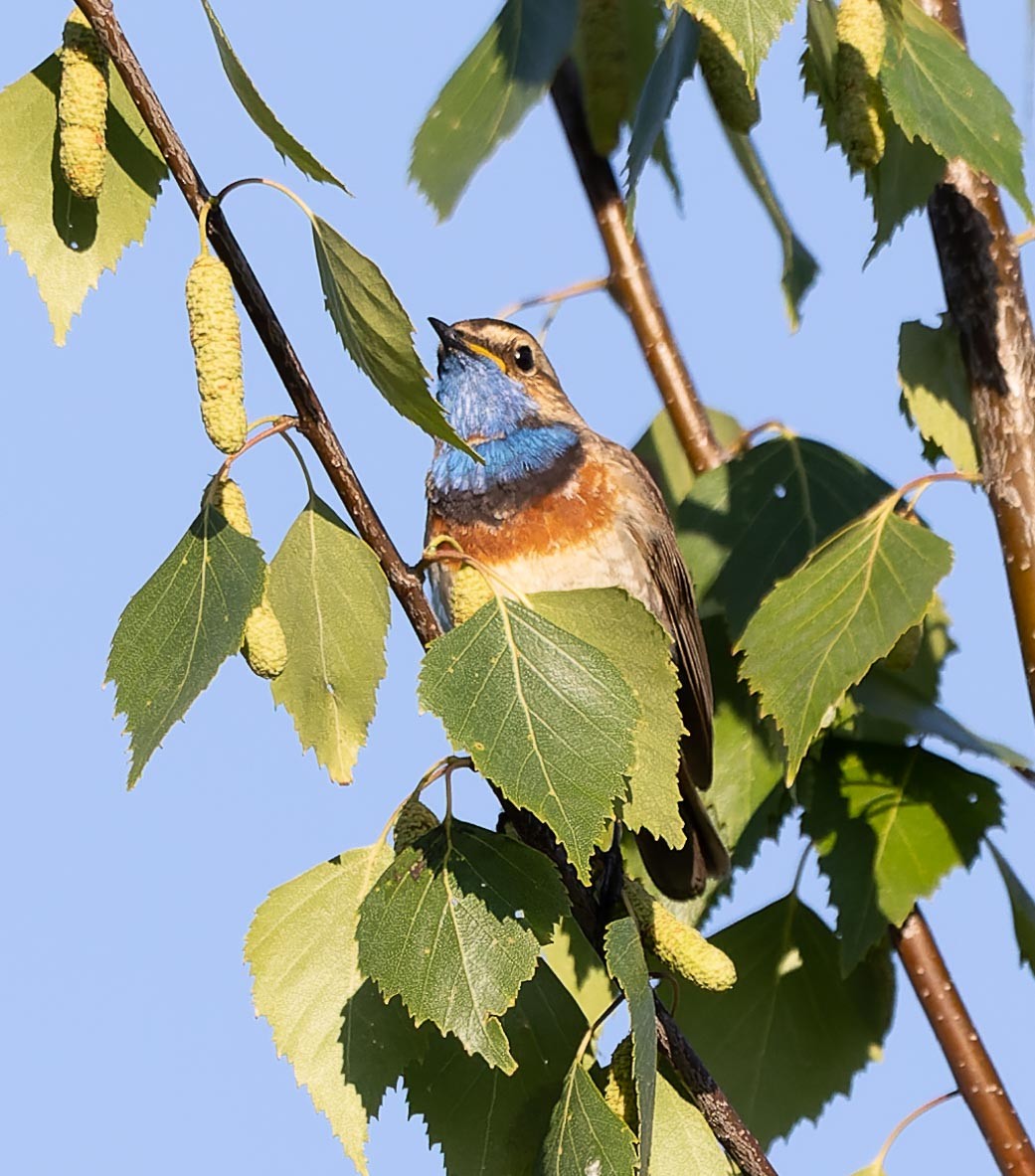 Bluethroat - ML620562769