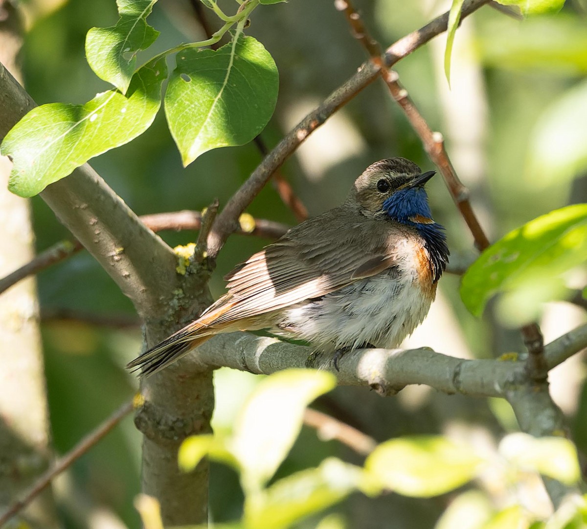 Bluethroat - ML620562770