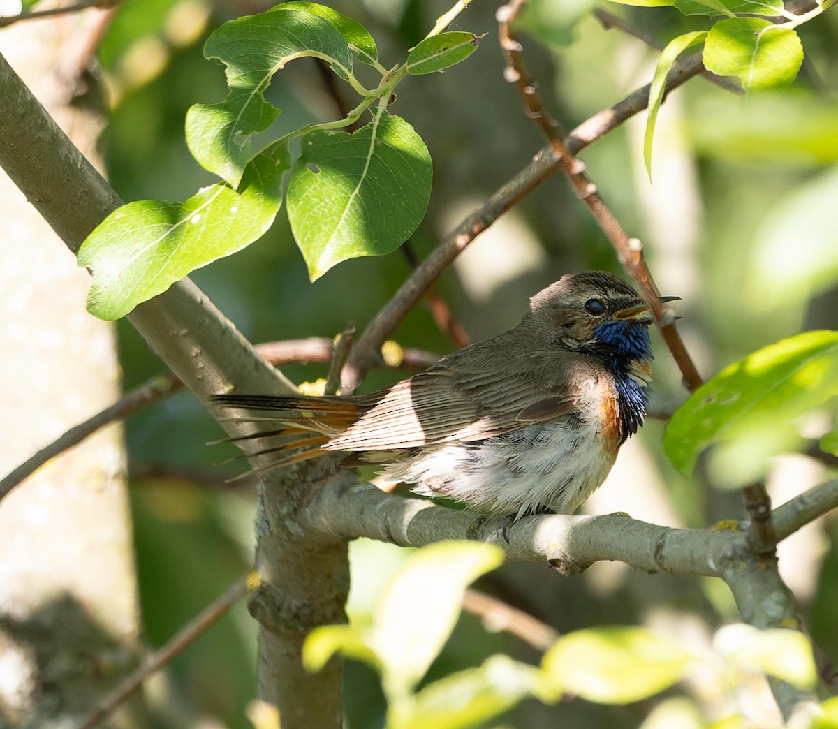 Bluethroat - Sergey Krasnoperov