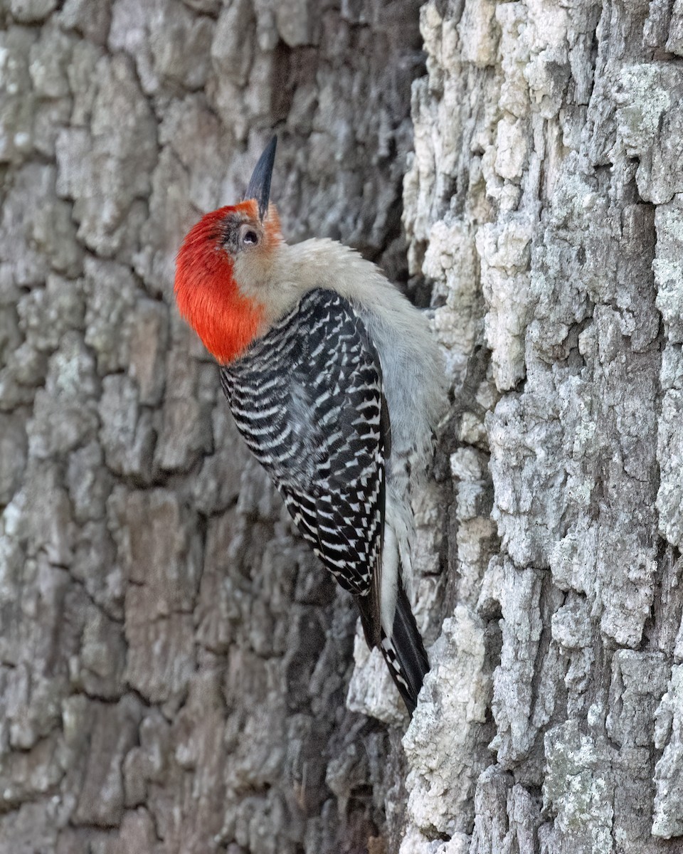 Red-bellied Woodpecker - ML620562772