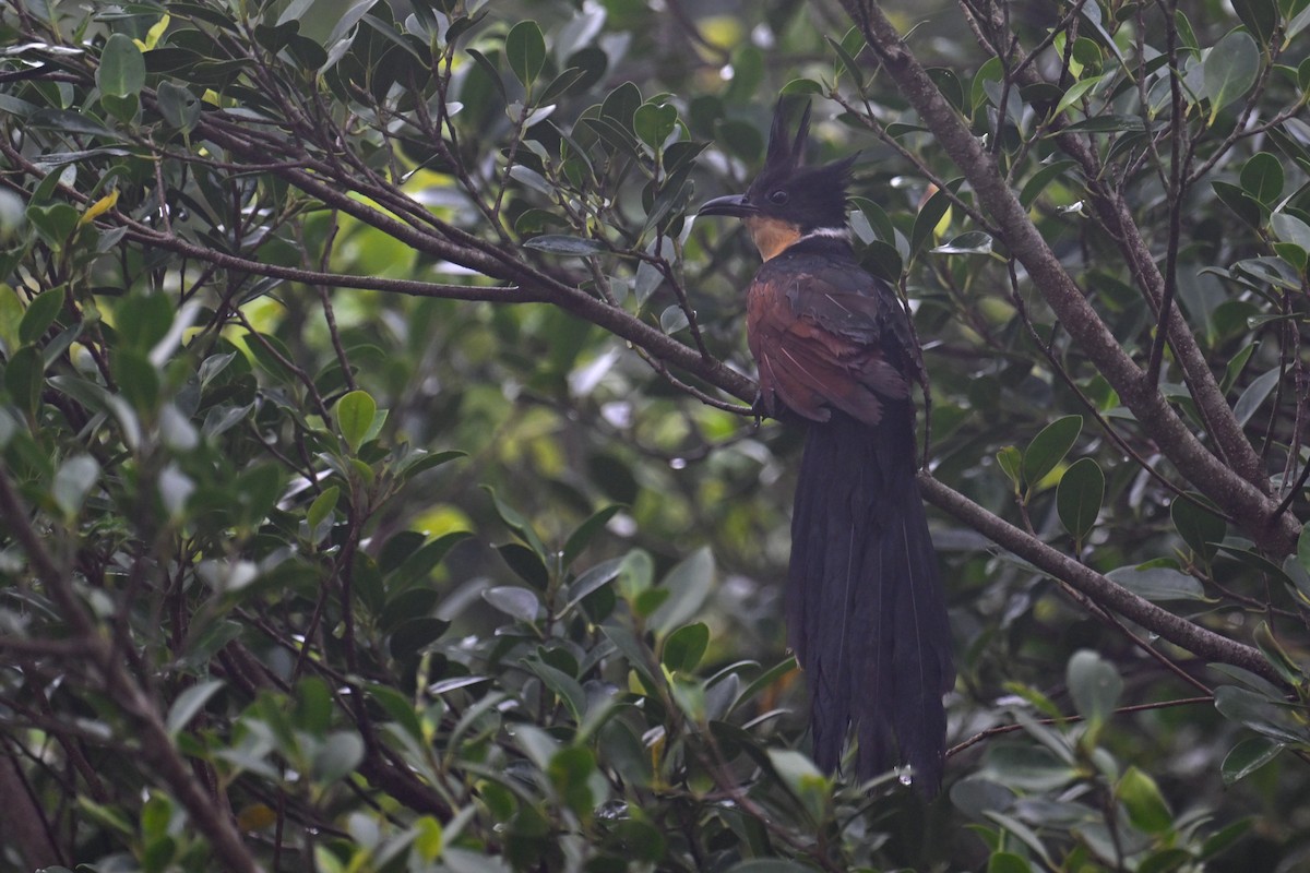 Chestnut-winged Cuckoo - ML620562774