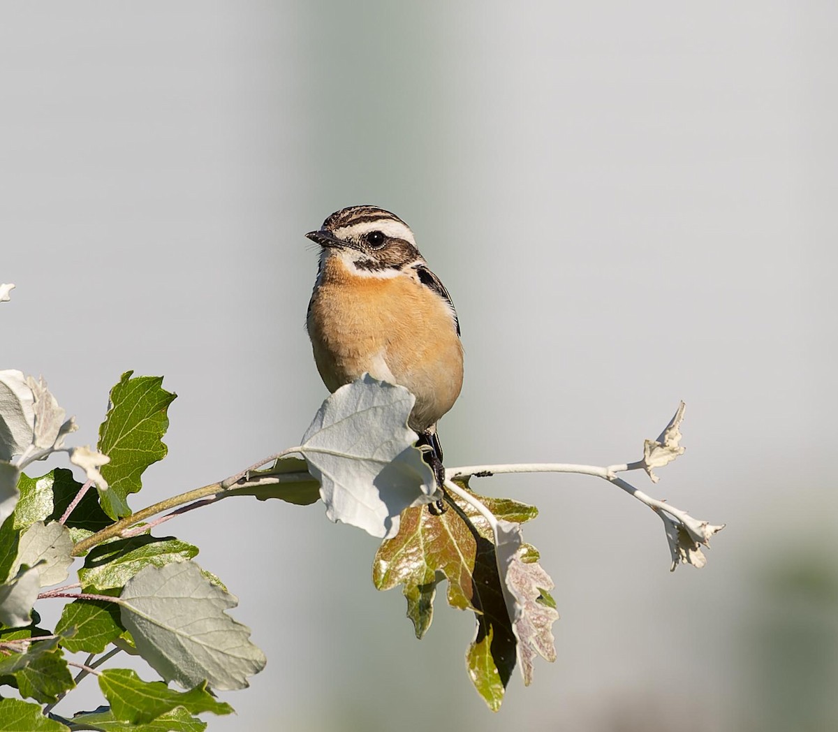 Whinchat - ML620562776