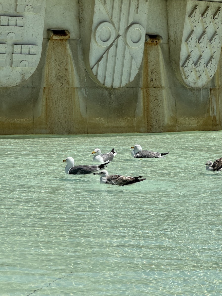 Gaviota Patiamarilla - ML620562779