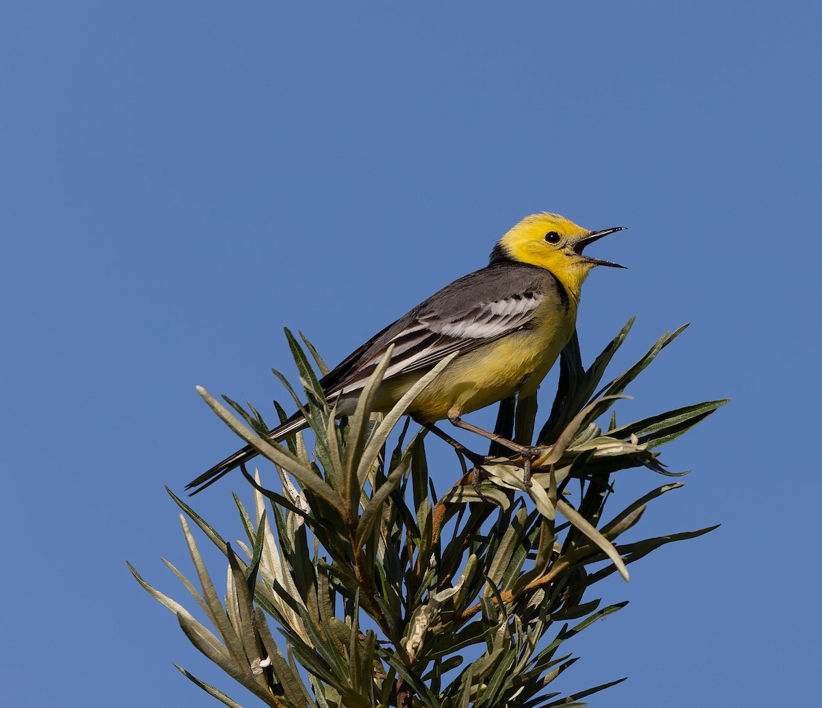 Citrine Wagtail - ML620562780