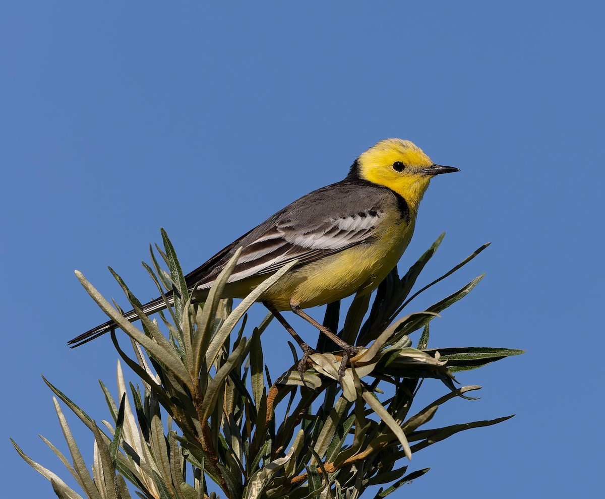 Citrine Wagtail - ML620562781