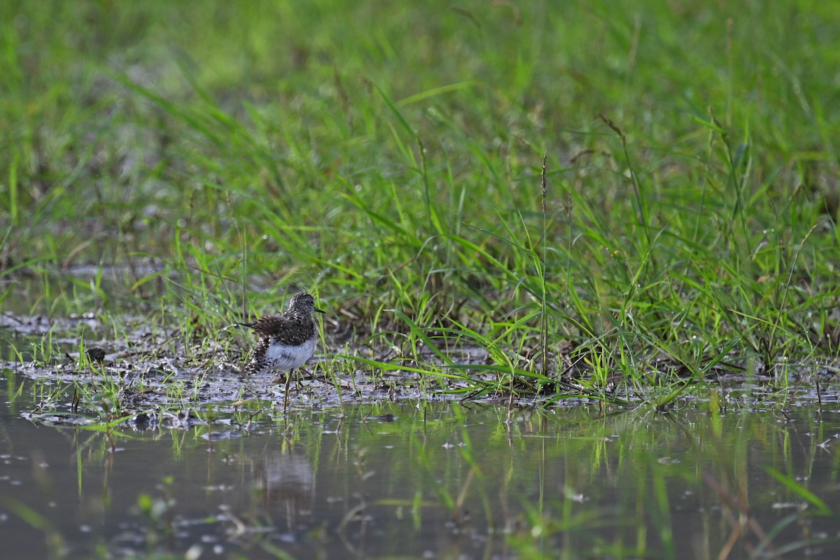 Wood Sandpiper - ML620562782