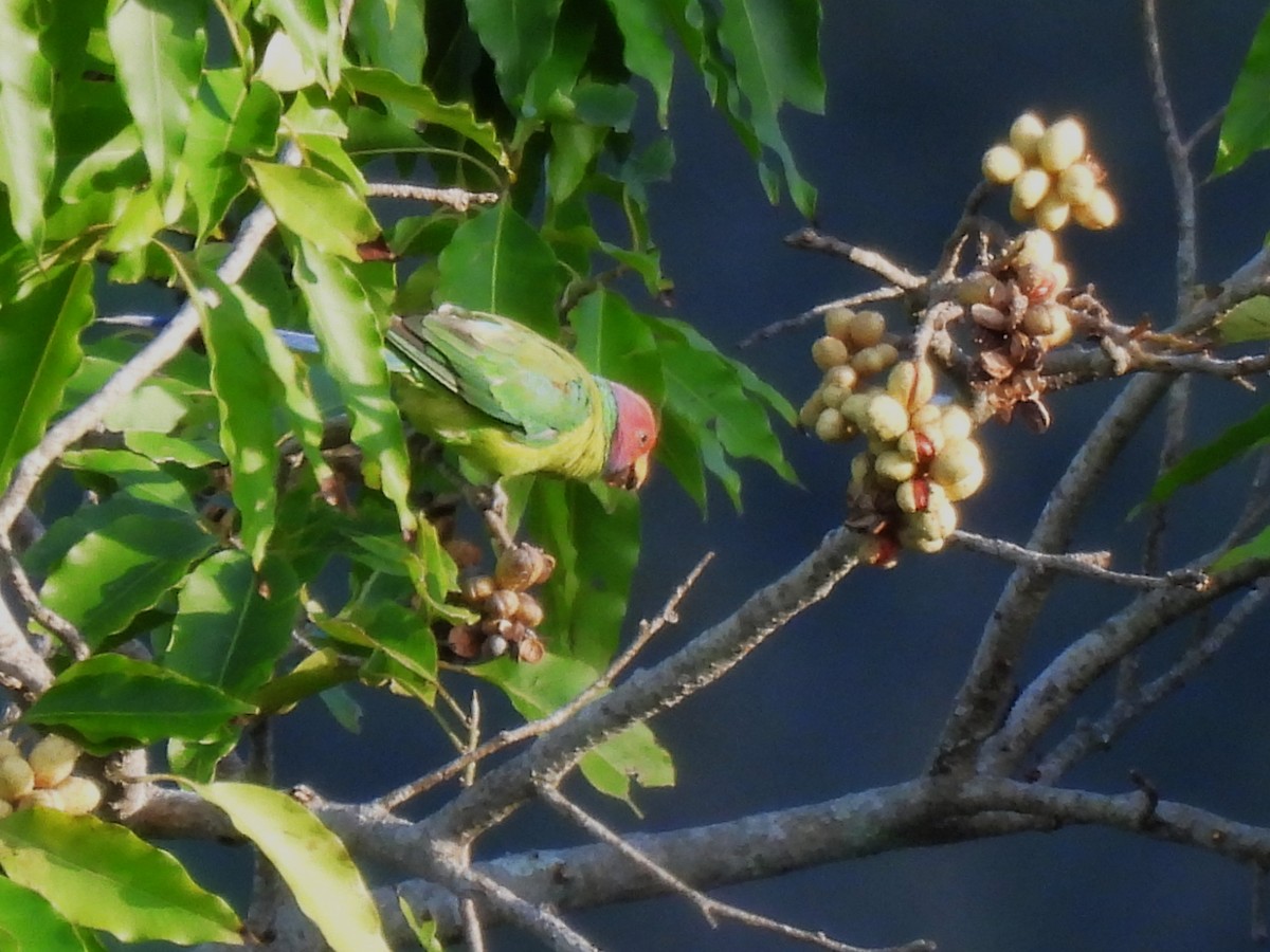 Plum-headed Parakeet - ML620562783