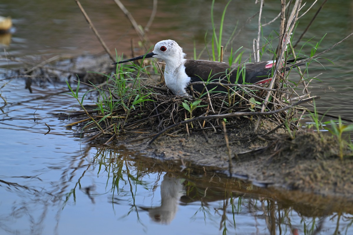 Black-winged Stilt - ML620562786