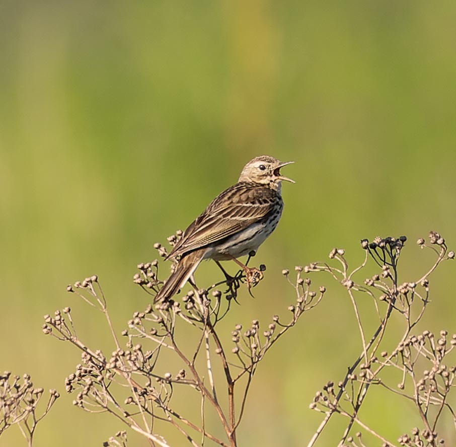 Meadow Pipit - ML620562787