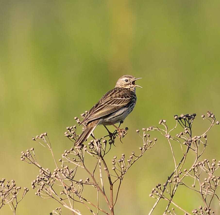 Wiesenpieper - ML620562787