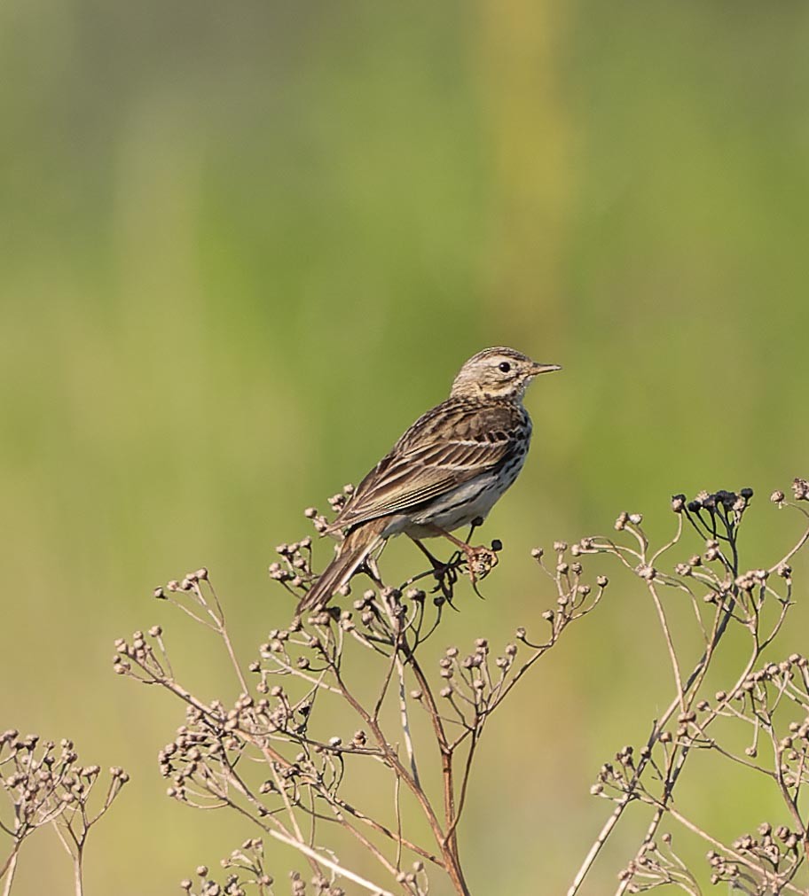 Meadow Pipit - ML620562788