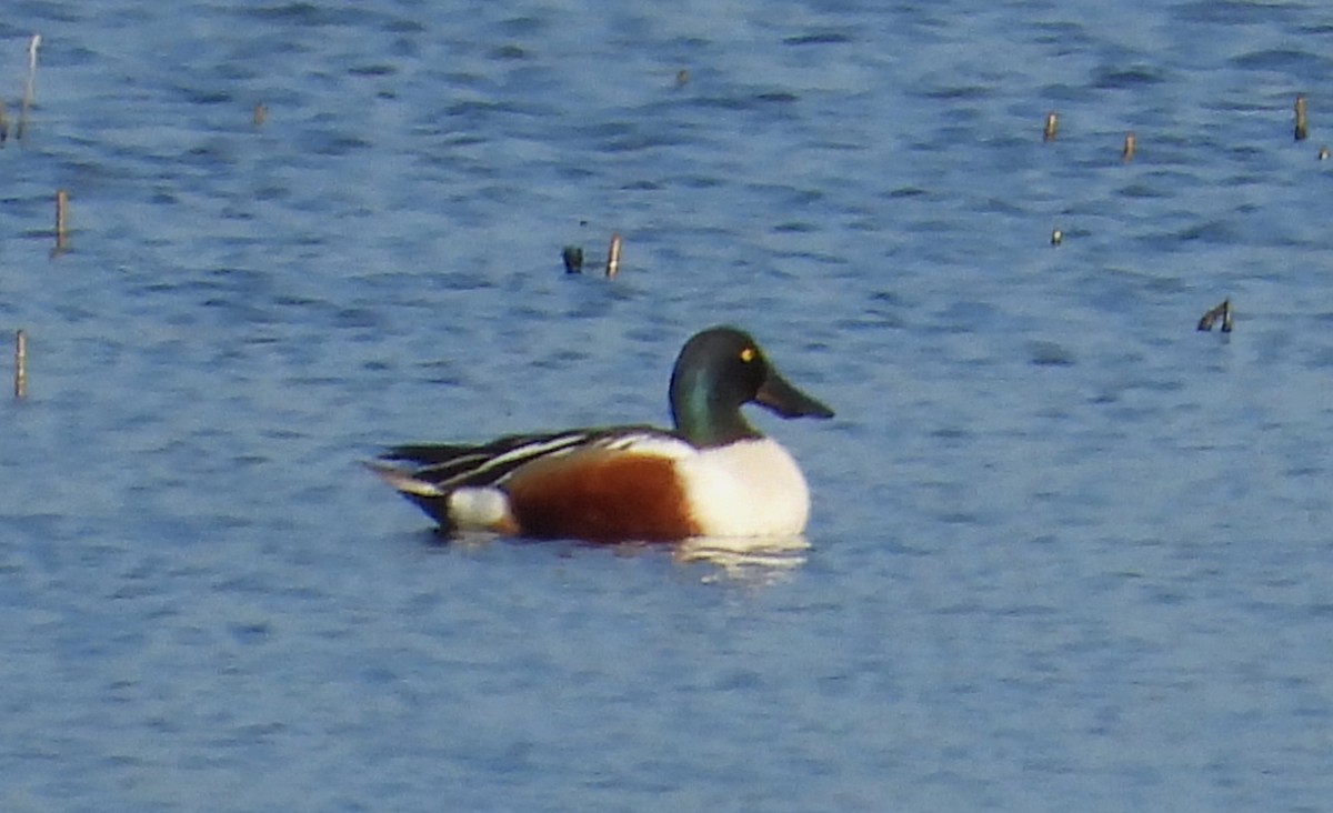 Northern Shoveler - ML620562790