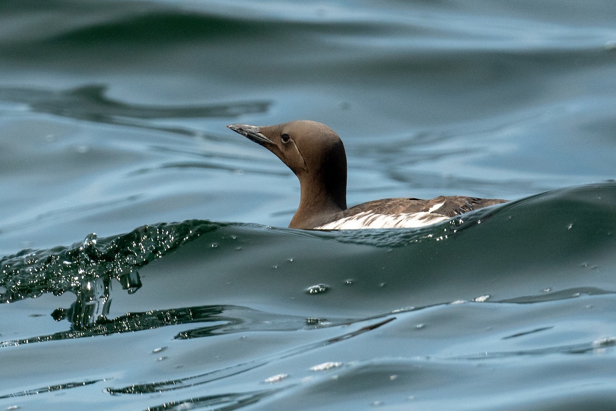 Common Murre - ML620562794