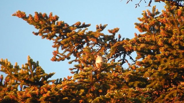 Bicknell's Thrush - ML620562797