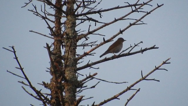 Bicknell's Thrush - ML620562798