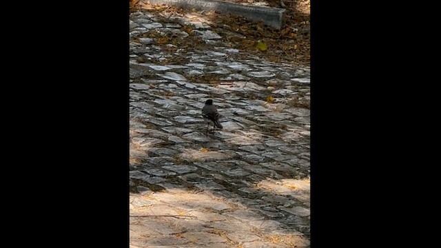 White Wagtail - ML620562807