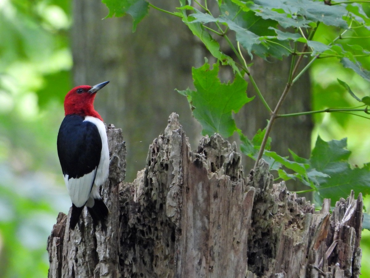 Red-headed Woodpecker - ML620562813