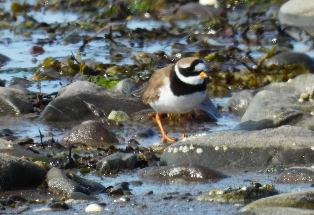 Common Ringed Plover - ML620562815